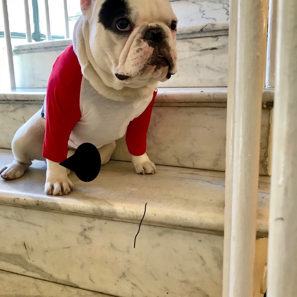 Club Huey bundle dog tshirts. - Picture 4 of 4